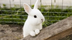 Најсреќните миленичиња