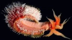 Најневеројатни форми на живот пронајдени на длабочините на тихиот океан