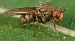 Најопасните инсекти за човекот