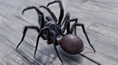 Најопасните и отровни пајаци во светот