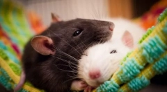 Најопасните цицачи