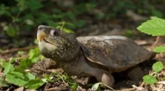 Најопасни желки и гуштери на планетата