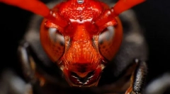 Најопасните инсекти