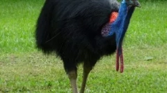 Најопасните птици во светот кои се подобри да не паднат на патот