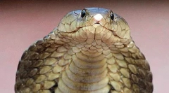 Најопасните рептили