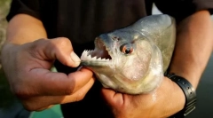 Најопасните риби