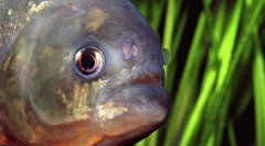 Најопасните вода животни