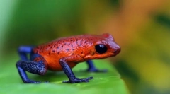 Најопасните водоземци