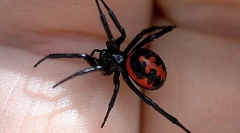 Најопасните животни, инсекти и рептили кои живеат во русија (дел 1)