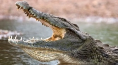 Најопасните животни во светот