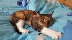 Најпопуларни раси на мачки