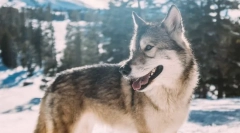 Најпопуларни раси на кучиња