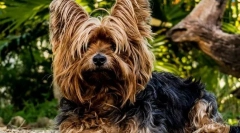 Најпопуларни раси