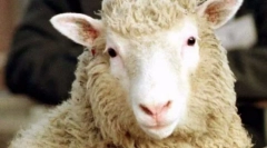 Најпопуларни животни во светот