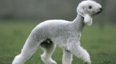 Најбизарни раси на кучиња во светот