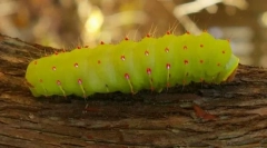 Најсреќните животни