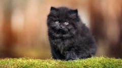 Најмногу меки мачки