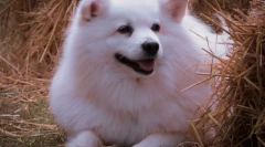 Најмногу меки раси на кучиња во светот