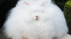 Најмногу меки животни на планетата