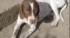 Најретки и исчезнувачки раси на кучиња