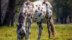 Најретки коњи