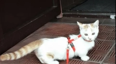 Најретки раси на мачки