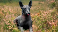 Најретки раси на кучиња во светот