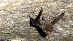 Ретки животни: 10 изумрени видови