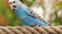 Најмногу папагали