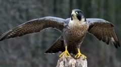 Најдобрите од најдобрите. Евиденција од светот на птиците