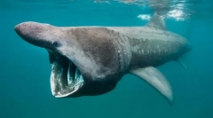 Најдобрите од најдобрите. Евиденција од светот на рибите