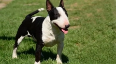 Најтешкото куче обучено