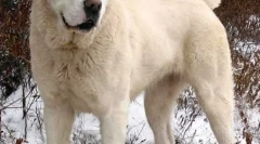 Смирените раси на кучиња