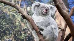 Најмногу опуштени животни во светот