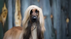 Најстарите раси на кучиња во светот