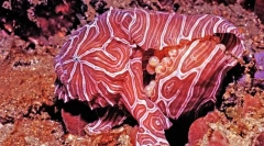 Најчудните животни