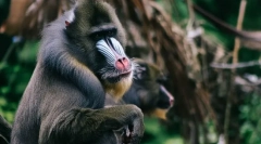 Најстрашните животни во светот