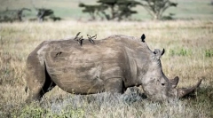 Тешки животни во светот