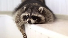 Најпаметните миленичиња