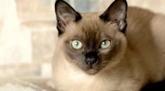 Најпаметните раси на мачки