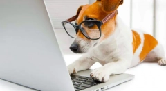 Најинтелигентните раси на кучиња во светот