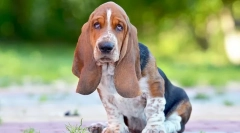 Најмногу тврдоглави раси на кучиња - фотографии и опис