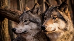 Најверодостојни животни