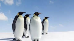 Најнезервичните животни во светот