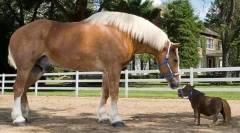 Највисоките раси на коњи