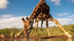 Највисоките животни во светот