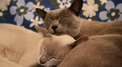 Здрави раси на мачки