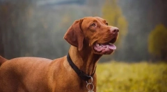 Најдобрите раси на кучиња според ветеринарите