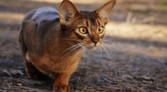 Најдобрите мачки: 5 агресивни раси