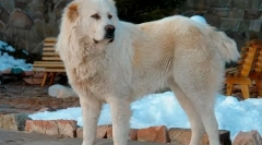 Најмногу зли раси на кучиња